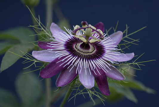 Passiflore : la plante qui calme les esprits qui tournent en boucle