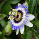 Passiflore
